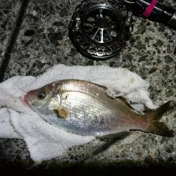 南港へち釣行 (2020/01/02 南港ヘチ釣り キビレ45cm メッキアジ ウミタナゴ 他 釣果有り)