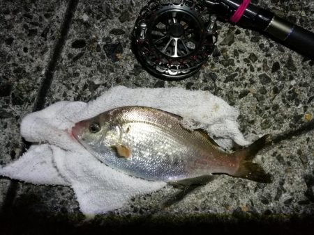 南港へち釣行 (2020/01/02 南港ヘチ釣り キビレ45cm メッキアジ ウミタナゴ 他 釣果有り)
