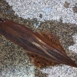 渋い中今年初ヤリイカ