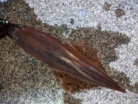 渋い中今年初ヤリイカ