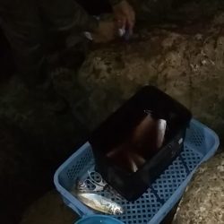 尺あじ泣き尺メバル