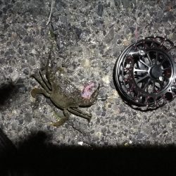 南港へち釣行 （2020/01/11 南港ヘチ釣り ガシラ 22cm、黒メバル22ｃｍ 釣果有り）