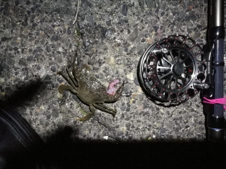 南港へち釣行 （2020/01/11 南港ヘチ釣り ガシラ 22cm、黒メバル22ｃｍ 釣果有り）