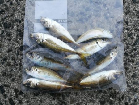 南港釣行 （2020/01/12 南港サビキ釣り アジ、コノシロ 釣果有り）