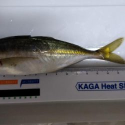 正月休みのリベンジ