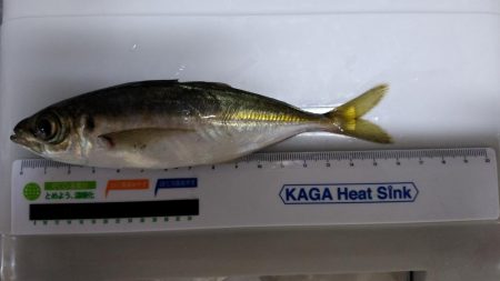 正月休みのリベンジ