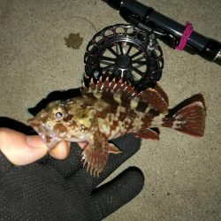 南港へち釣行 （2020/01/16 南港ヘチ釣り 真チヌ40cm　ガシラ 釣果有り）