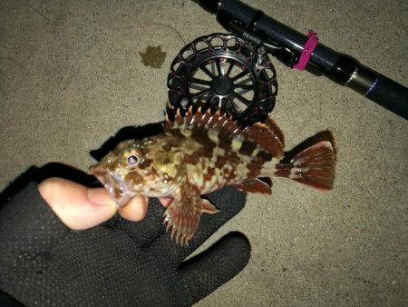 南港へち釣行 （2020/01/16 南港ヘチ釣り 真チヌ40cm　ガシラ 釣果有り）