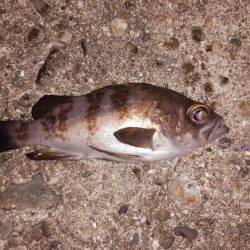 初めてのメバリング