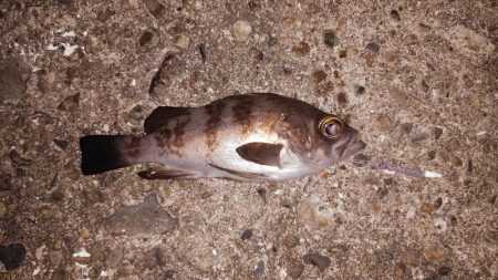 初めてのメバリング