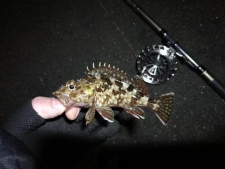 南港へち釣行 （2020/01/17 南港ヘチ釣り　ガシラ、メバル 釣果有り）