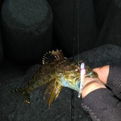 どうにかメバル