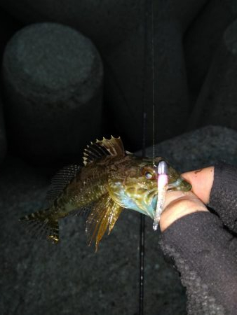 どうにかメバル