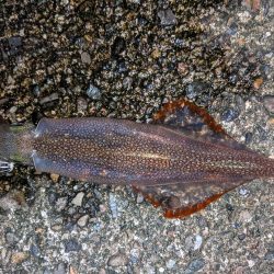 渋い!合間にメバリング