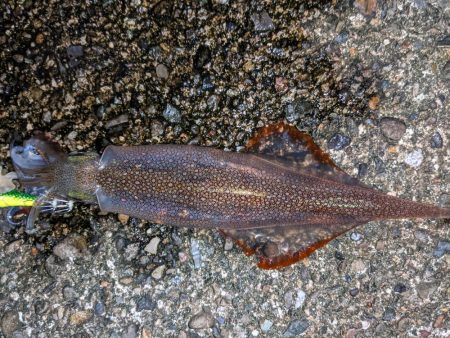 渋い!合間にメバリング