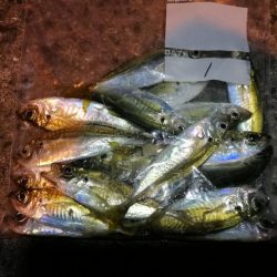 南港釣行 (2020/01/18 南港サビキ釣り アジ 釣果有り)