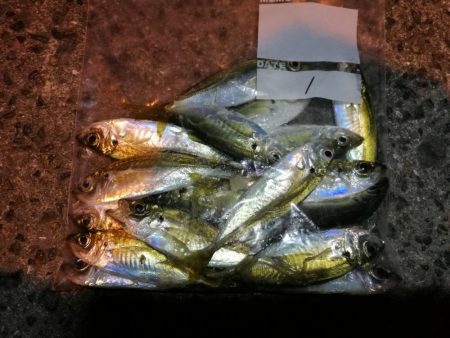 南港釣行 （2020/01/18 南港サビ…