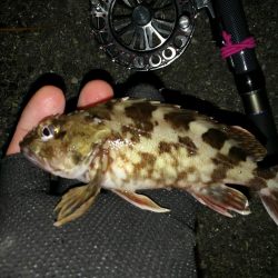 南港へち釣行 （2020/01/25 南港ヘチ釣り　ガシラ 釣果有り）