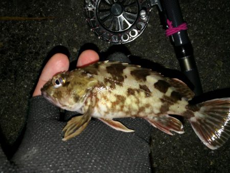南港へち釣行 （2020/01/25 南港ヘチ釣り　ガシラ 釣果有り）