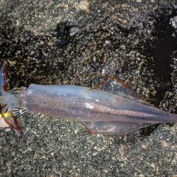 強風、釣りにならず