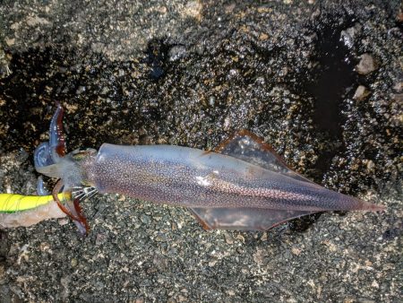強風、釣りにならず