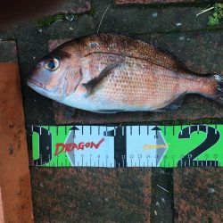 イサギ2匹（29㎝）、マダイ（26㎝）