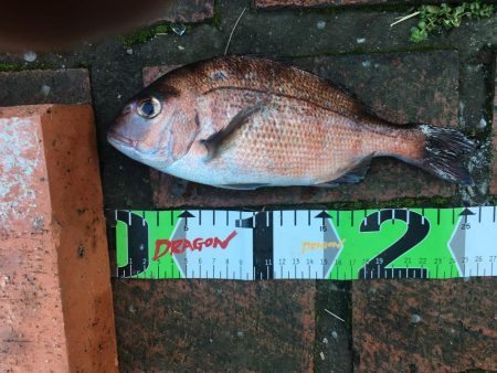 イサギ2匹（29㎝）、マダイ（26㎝）