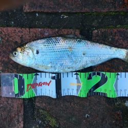 尺アジとコノシロ31㎝