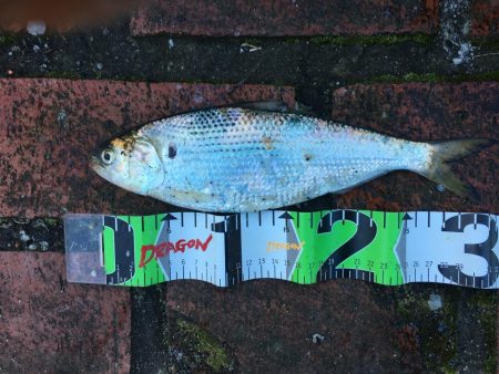 尺アジとコノシロ31㎝