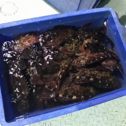 ロックフィッシュショート便で初釣り爆釣♪