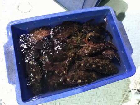 ロックフィッシュショート便で初釣り爆釣♪