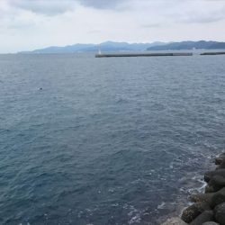 夕方の時合いのみ