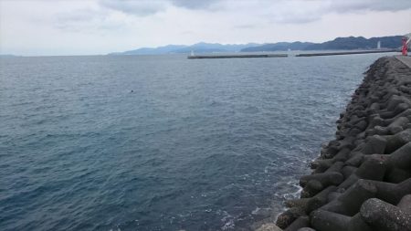 夕方の時合いのみ