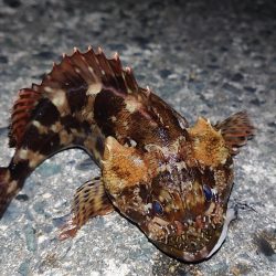 ヤリイカエギング