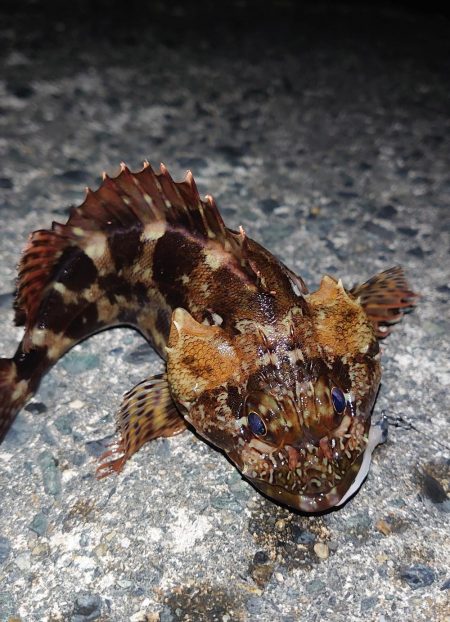 ヤリイカエギング