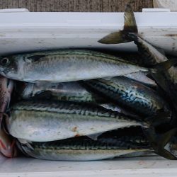 気仙沼　つり丸 釣果