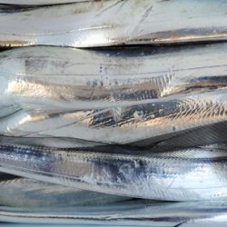 遊漁船 ニライカナイ 釣果