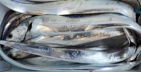 遊漁船 ニライカナイ 釣果