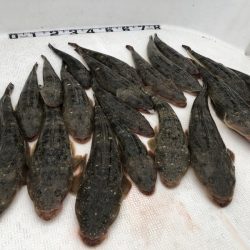 Magic（マジック） 釣果