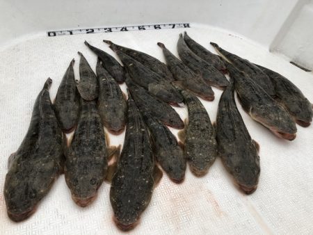 Magic（マジック） 釣果