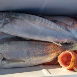 遊漁船 新鋭丸 釣果