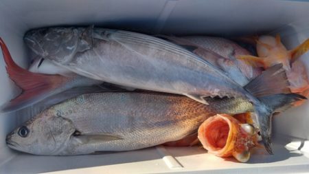 遊漁船 新鋭丸 釣果