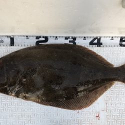 Magic（マジック） 釣果