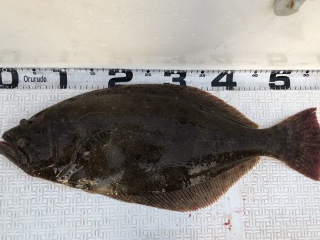 Magic（マジック） 釣果