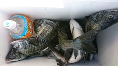 まこと渡船 釣果