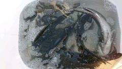 まこと渡船 釣果