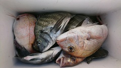 まこと渡船 釣果