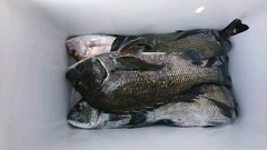 まこと渡船 釣果