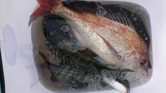 まこと渡船 釣果