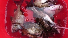 まこと渡船 釣果